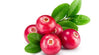 Cranberry seed oil